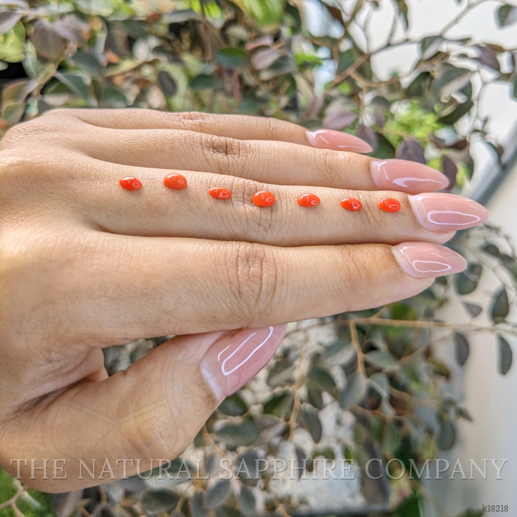 141.75 Ct. Cabochon Coral from Italy