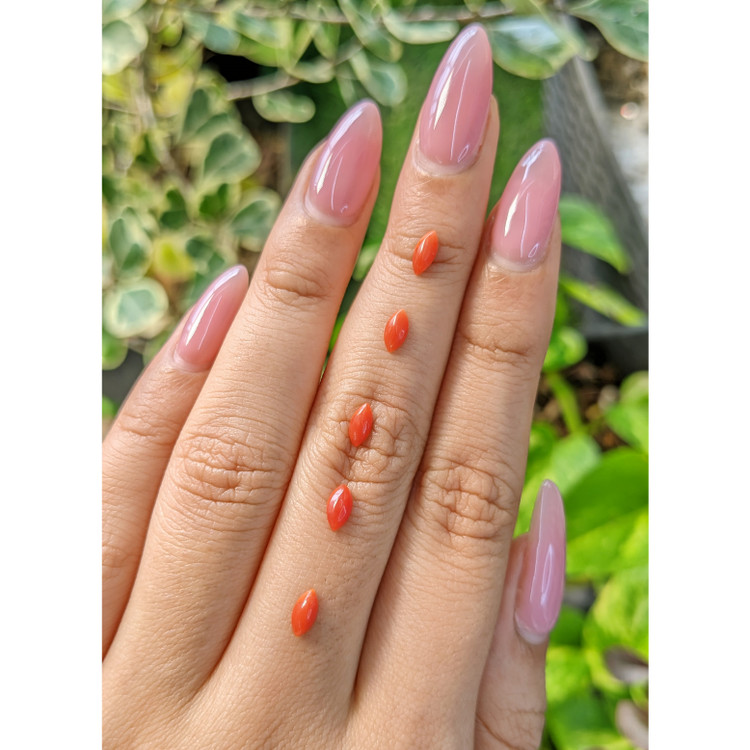 3.37 Ct. Cabochon Coral from Italy