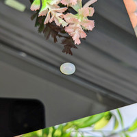 1.16 Ct. Cabochon White Opal from Australia Life Style