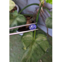 5.65 Ct. Cabochon Tanzanite from Tanzania Life Style