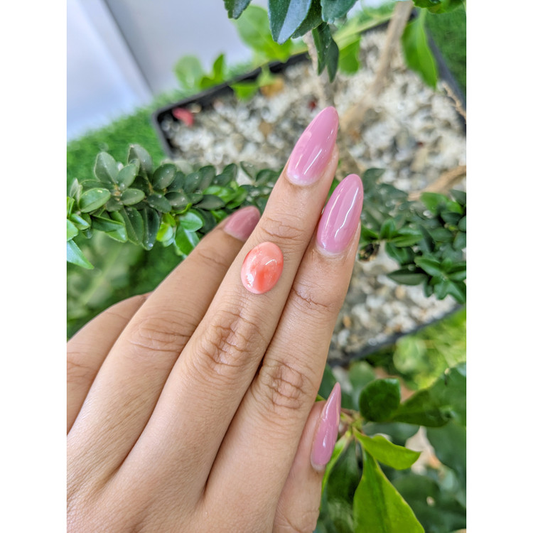 3.65 Ct. Cabochon Coral from Italy