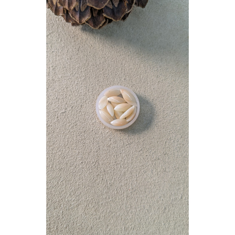 5.14 Ct. Cabochon Coral from Italy