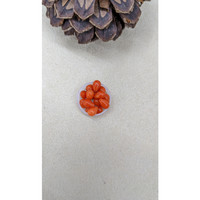 9.72 Ct. Coral from Italy Life Style
