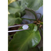 1.38 Ct. Cabochon Boulder Opal from Australia Life Style