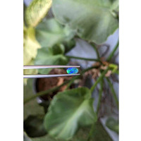 0.39 Ct. Cabochon Black Opal from Australia Life Style