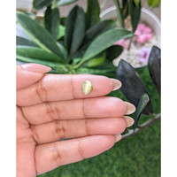 1.39 Ct. Yellowish Green Cabochon Chrysoberyl from Ceylon (Sri Lanka) Life Style