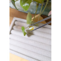 3.05 Ct. Cabochon Chrysoberyl from Ceylon (Sri Lanka) Life Style