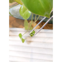 1.33 Ct. Peridot from Burma (Myanmar) Life Style