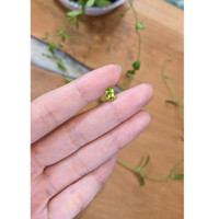 1.17 Ct. Yellowish Green Chrysoberyl from Ceylon (Sri Lanka) Life Style