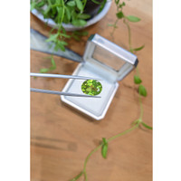 5.64 Ct. Yellowish Green Peridot from Burma (Myanmar) Life Style