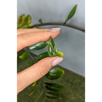 15.37 Ct. Green Cabochon Peridot from Burma (Myanmar) Life Style