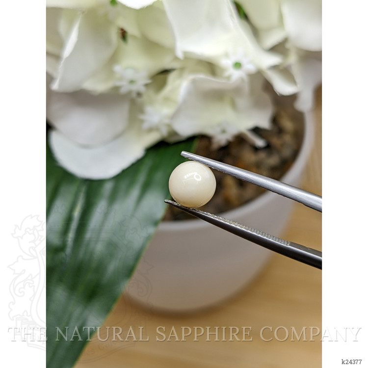 1.52 Ct. Salmon and White Cabochon Coral from Italy
