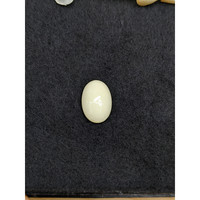 4.65 Ct. Salmon and White Cabochon Coral from Italy Life Style