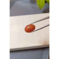 10.66 Ct. Salmon (Orange) Cabochon Coral from Mexico Life Style
