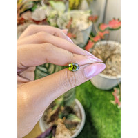 2.26 Ct. Brownish Green Tourmaline from Tanzania Life Style