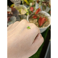 0.82 Ct. Green (Lime Green) Peridot from Pakistan Life Style