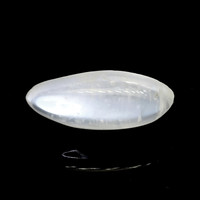 3.25 Ct. White Cabochon Moonstone from Ceylon (Sri Lanka) Video