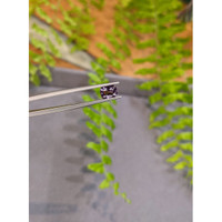 1.19 Ct. Purple Spinel from Burma (Myanmar) Life Style