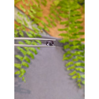 1.18 Ct. Purplish Grey Spinel from Burma (Myanmar) Life Style