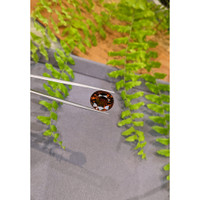 17.86 Ct. Brownish Red Tourmaline from Brazil Life Style
