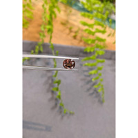 3.28 Ct. Brown Zircon from Ceylon (Sri Lanka) Life Style