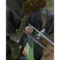 2.77 Ct. Multi Color Cabochon White Opal (Light Opal) from Ethiopia Life Style
