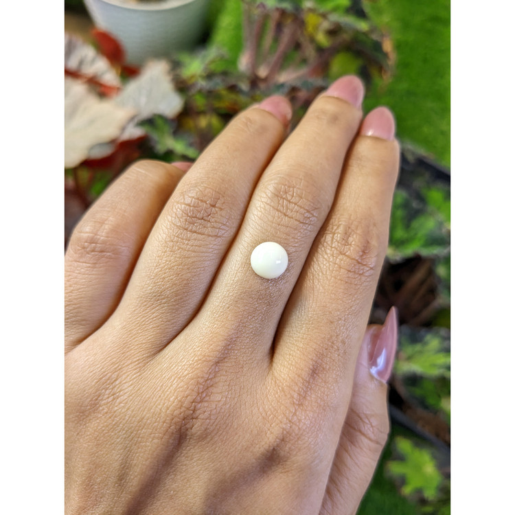 1.94 Ct. Salmon and White Cabochon Coral from Australia