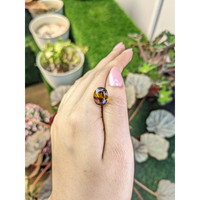 7.30 Ct. Bi Color Ametrine from Brazil Life Style