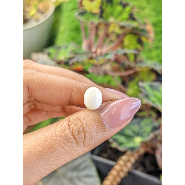 2.79 Ct. Salmon and White Cabochon Coral from Italy
