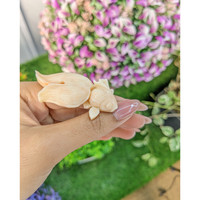 94.47 Ct. Coral from Italy Life Style