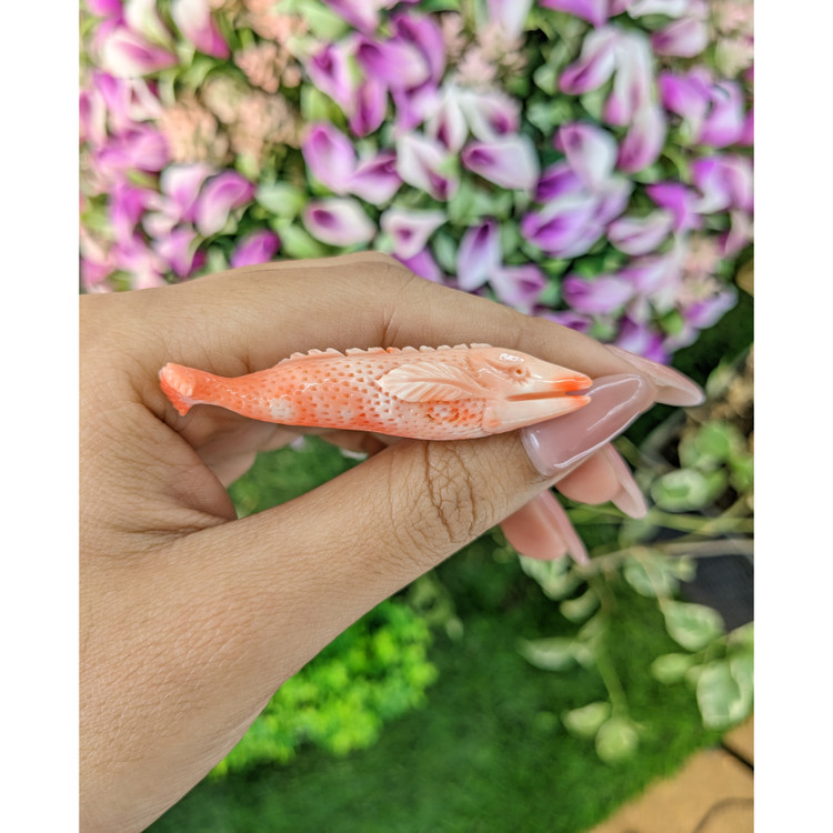 41.88 Ct. Coral from Italy