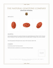 54.16 Ct. Coral from Australia Appraisal