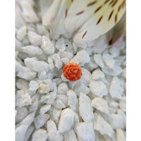 1.85 Ct. Coral from Australia Life Style
