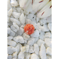 1.80 Ct. Coral from Australia Life Style