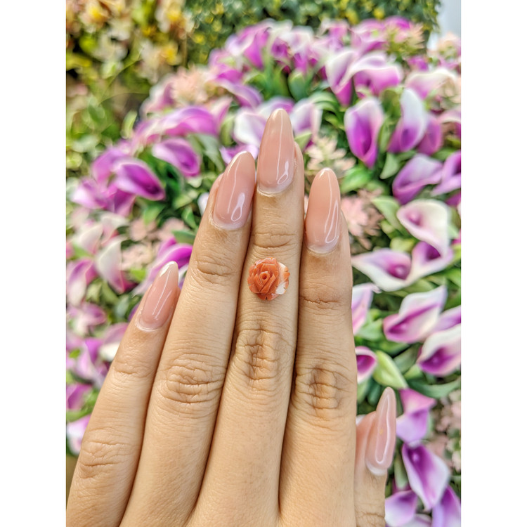 2.31 Ct. Coral from Australia