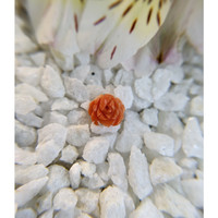 1.87 Ct. Coral from Australia Life Style