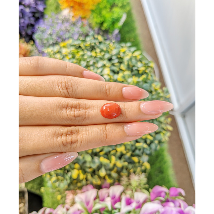 3.71 Ct. Cabochon Coral from Italy