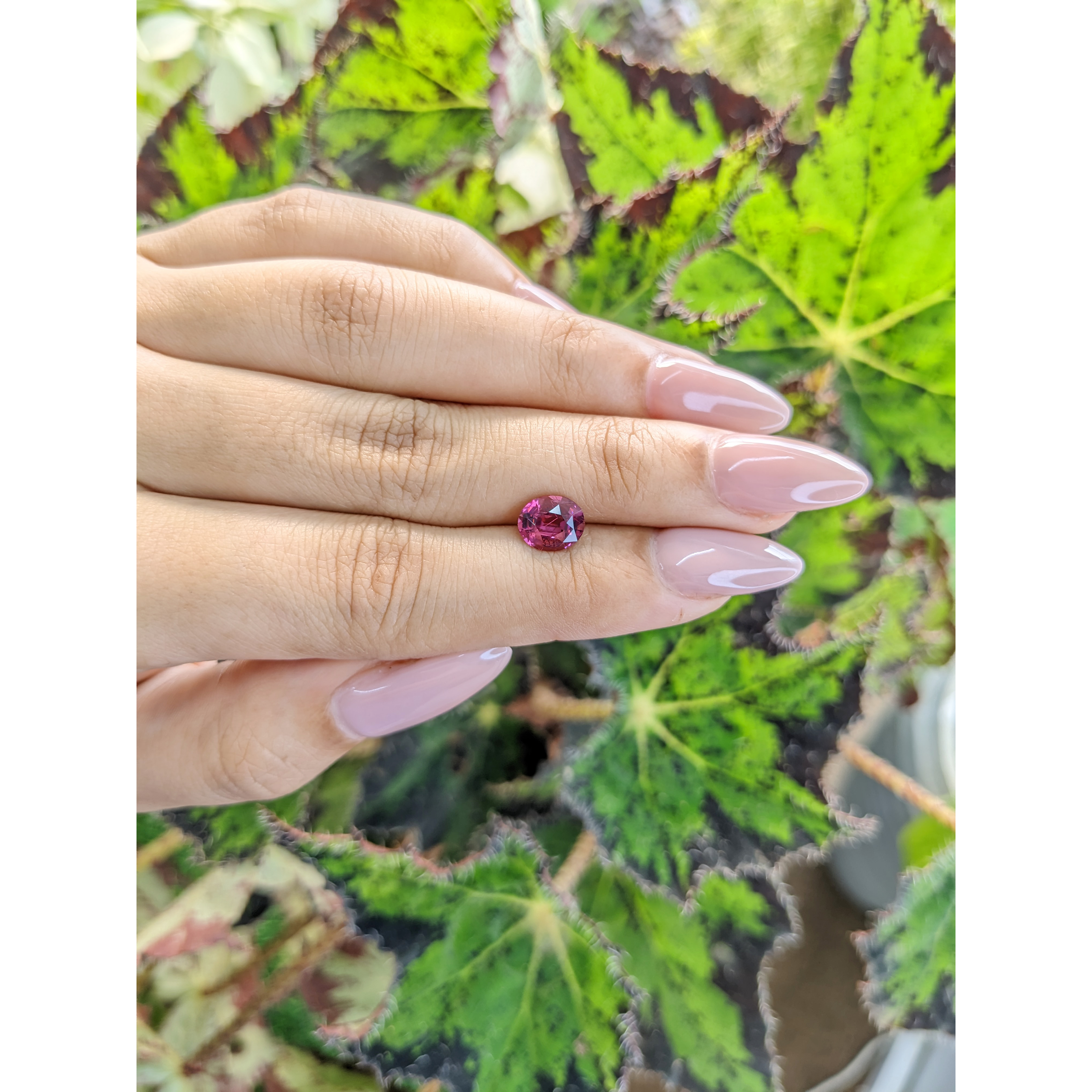 STREULE GARNET 70 24.0㎝ 2136623?$zoom$