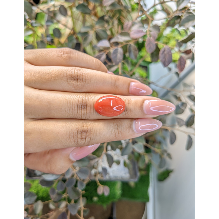 10.56 Ct. Cabochon Coral from Australia