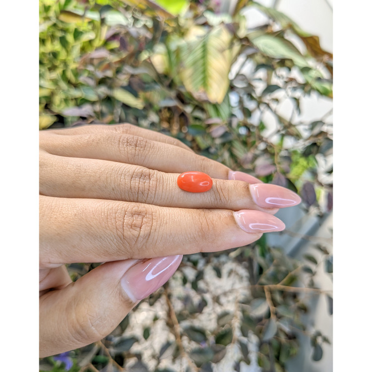 3.15 Ct. Cabochon Coral from Italy