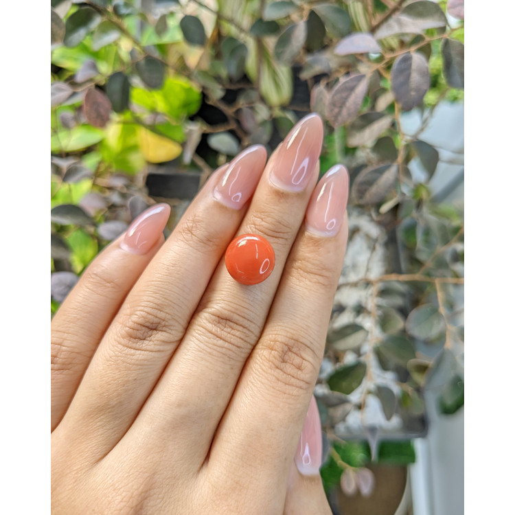 6.10 Ct. Cabochon Coral from Malaysia