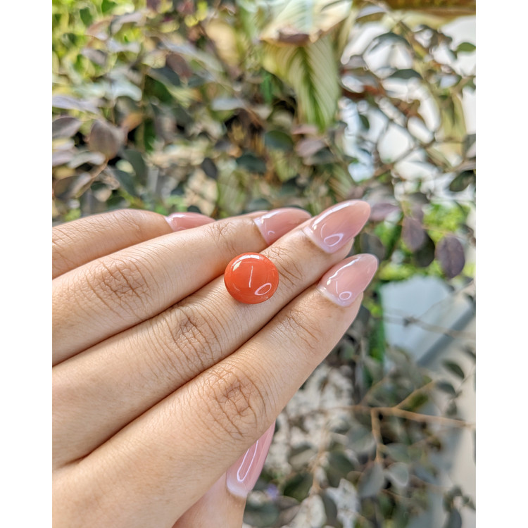 6.10 Ct. Cabochon Coral from Malaysia