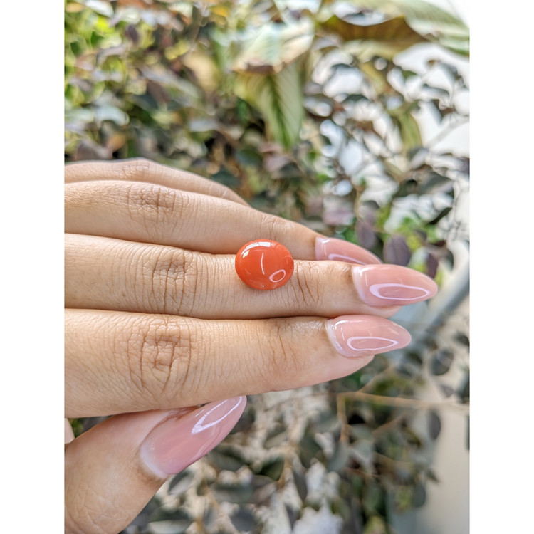 6.10 Ct. Cabochon Coral from Malaysia