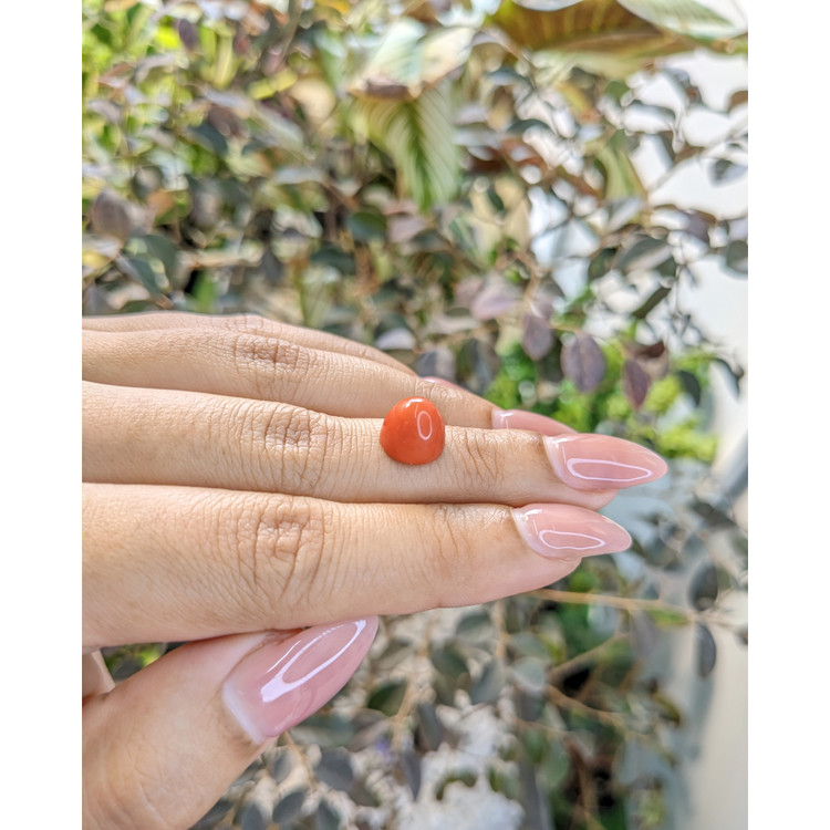 4.45 Ct. Cabochon Coral from Malaysia
