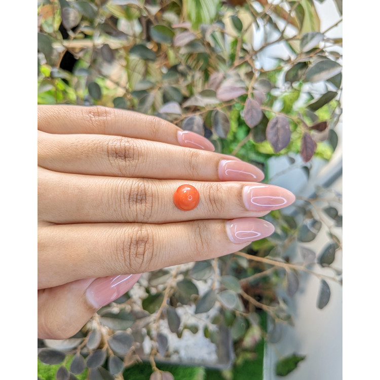 4.45 Ct. Cabochon Coral from Malaysia