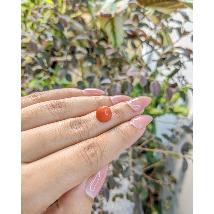4.45 Ct. Cabochon Coral from Malaysia