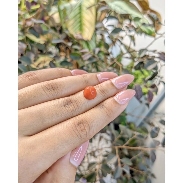 3.68 Ct. Cabochon Coral from Malaysia