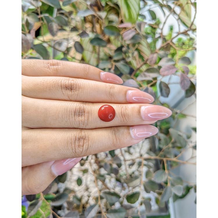 3.05 Ct. Cabochon Coral from Malaysia