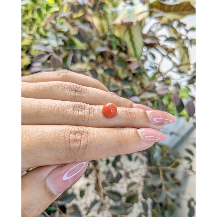 2.62 Ct. Cabochon Coral from Malaysia