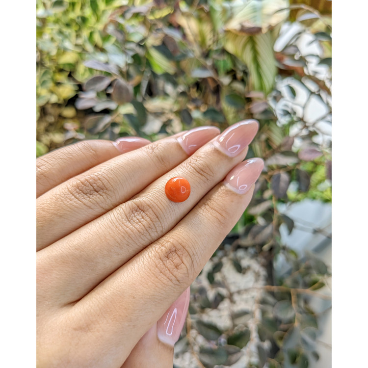 2.62 Ct. Cabochon Coral from Malaysia